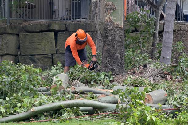 Best Emergency Tree Removal Services  in USA